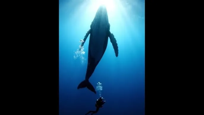 4399在线观看免费完整视频 - 深蓝星球：探索海洋深处的未知世界
